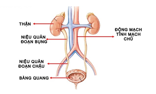 Hình minh họa cấu tạo hệ tiết niệu