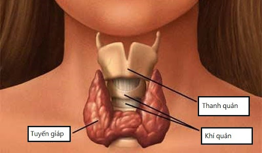 Tuyến giáp là một tuyến nội tiết quan trọng và lớn nhất trong cơ thể. Tuyến giáp có hình dạng như con bướm nằm phía trước cổ