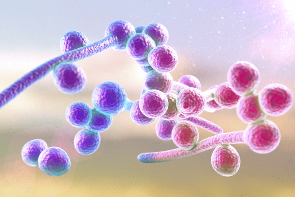 Nấm Candida là loại nấm vô cùng phổ biến.