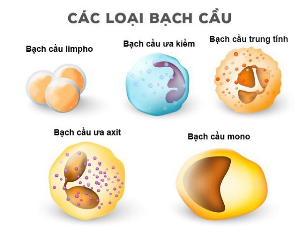Leukocytes là gì?