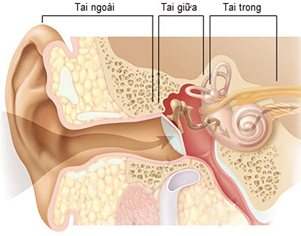 Viêm tai giữa là một trong những bệnh lý tai mũi họng rất phổ biến