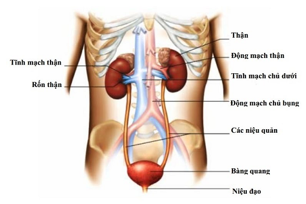 Minh họa thận và các bộ phận khác