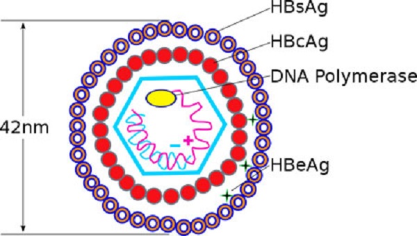 HBsAg là kháng nguyên bề mặt của virus viêm gan B.