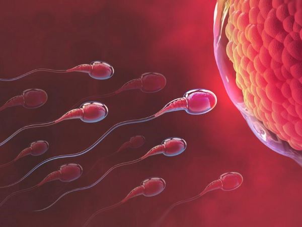 Sau 24h kể từ khi rụng trứng, nếu xảy ra thụ tinh thì sẽ tạo ra một hợp tử.