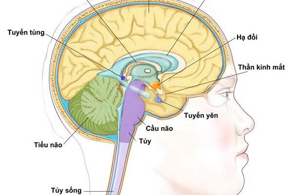 Tuyến yên là gì?
