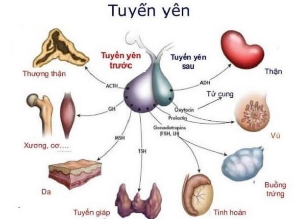 Vai trò của tuyến yên