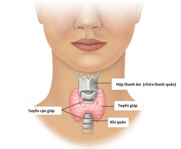 Tuyến giáp là gì?