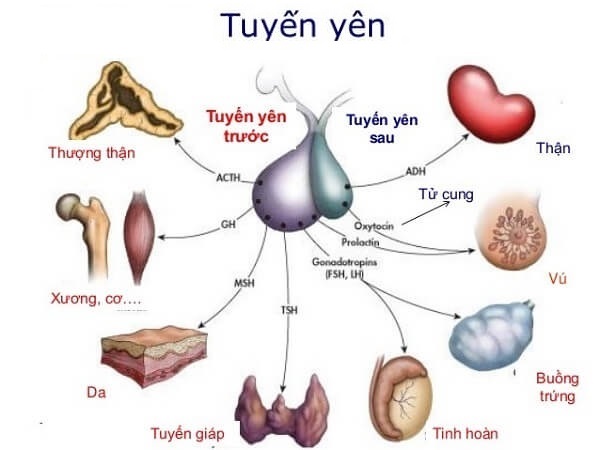 GH - Hormone tăng trưởng là gì?