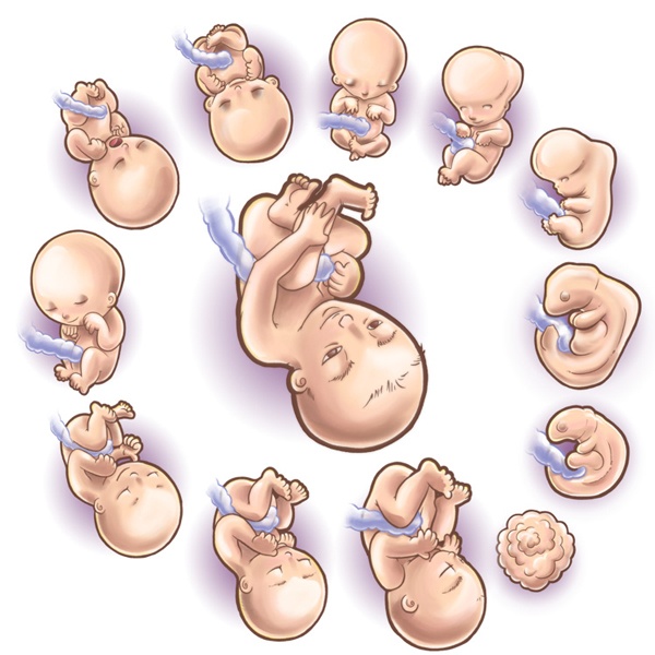 Tuổi thai là quá trình từ ngày đầu tiên chu kỳ kinh cuối cùngđến khi em bé chào đời.