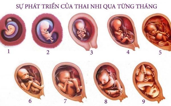 Một thai kỳ thông thường sẽ trải qua 9 tháng.