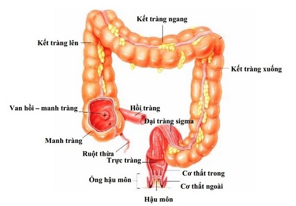 Viêm manh tràng có thể gây ra nhiều biến chứng nguy hiểm nếu không được điều trị kịp thời