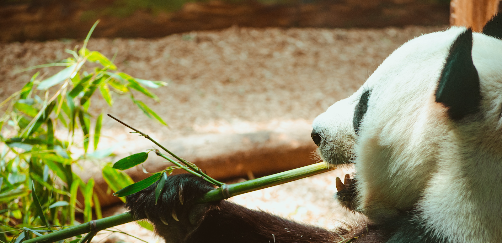 Panda eating bamboo