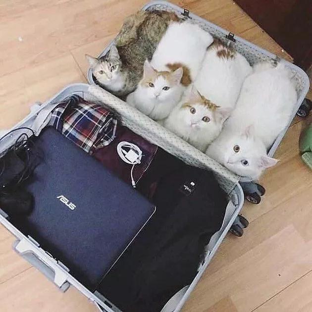 four cats loafing in a suitcase