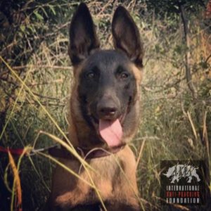 Katana our K9 Patrol Dog