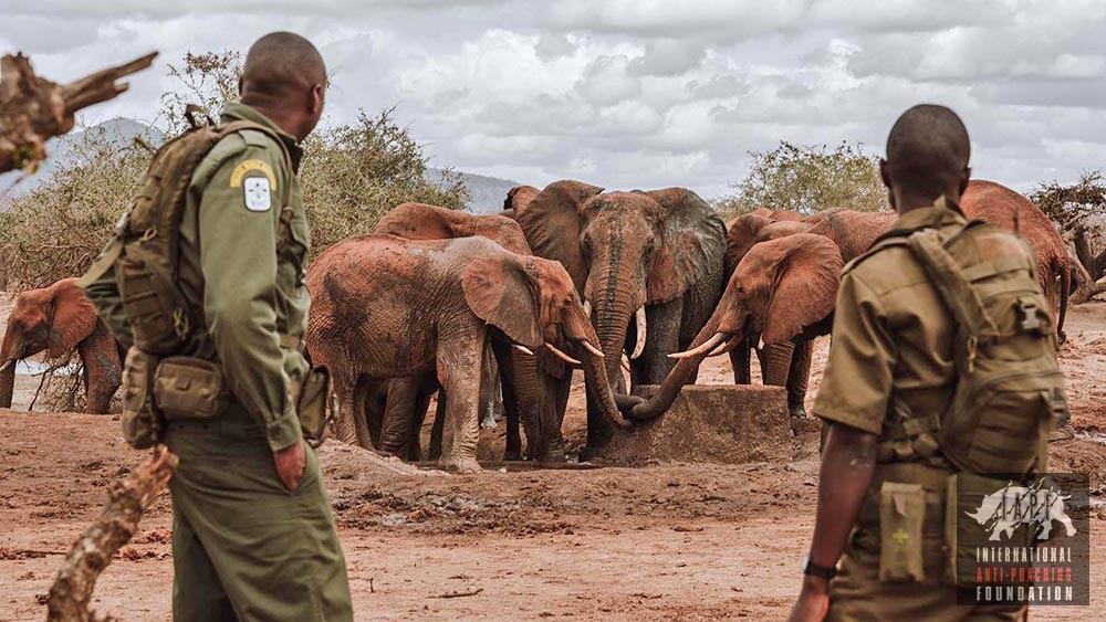LEADRangers protecting elephants