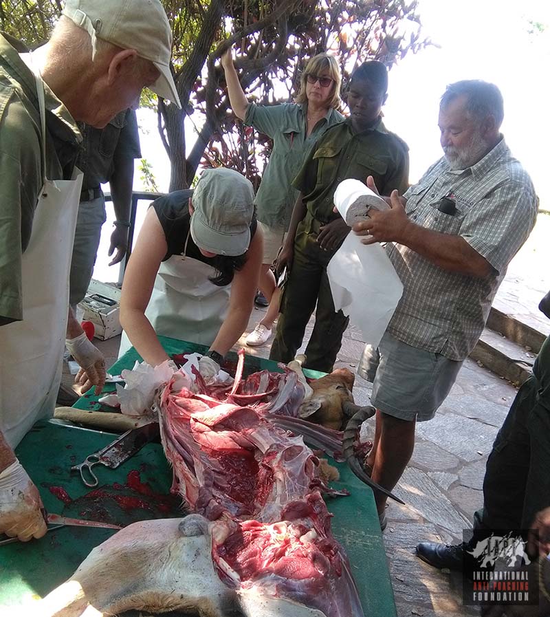 Animal autopsy by Rangers