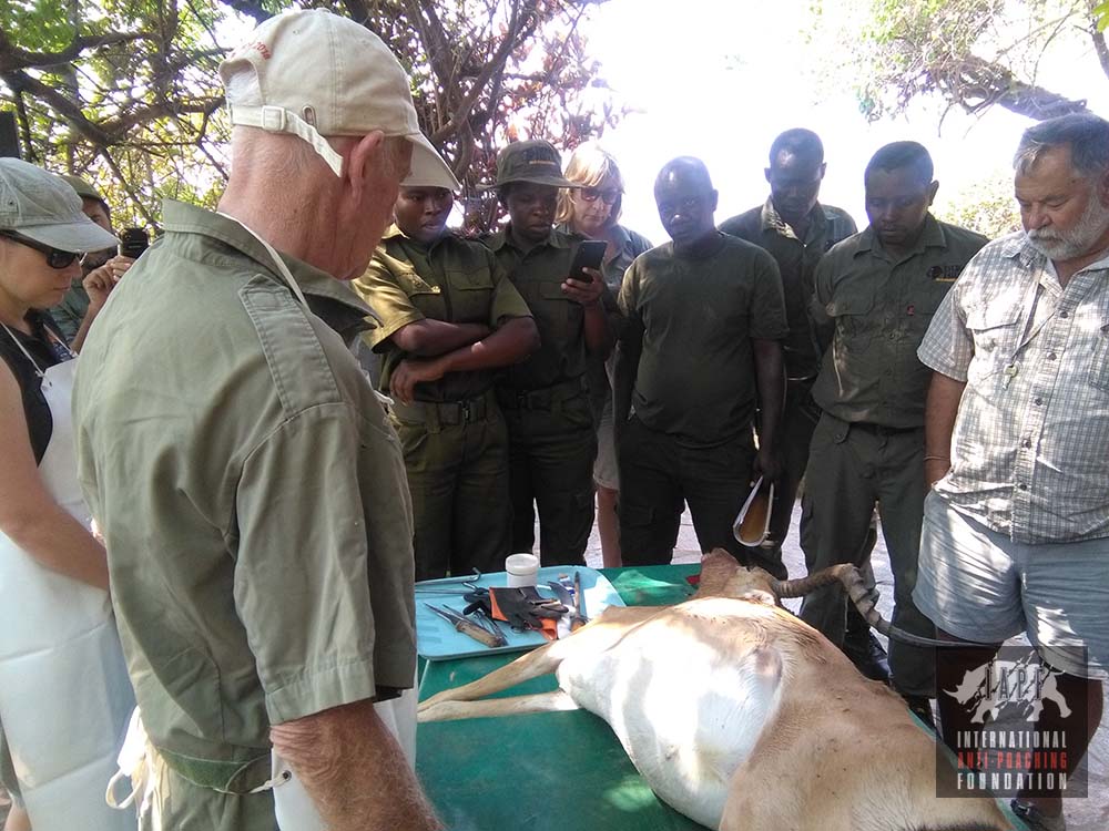 Rangers learning animal skills