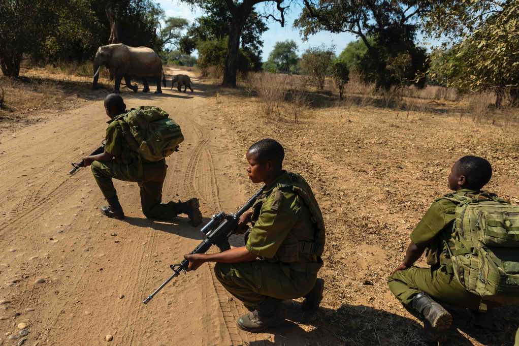 Rangers protecting elephants