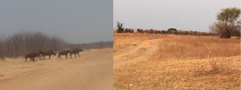 Wildlife returning