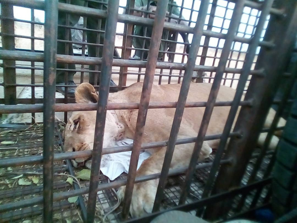 female lion that was disturbing one of the local communities
