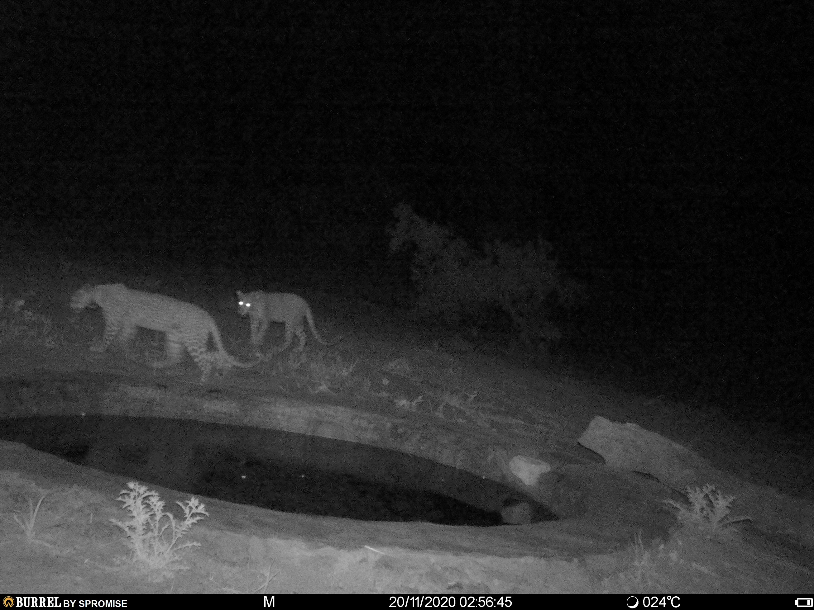 Two leopards captured on a camera trap in Phundundu wildlife area