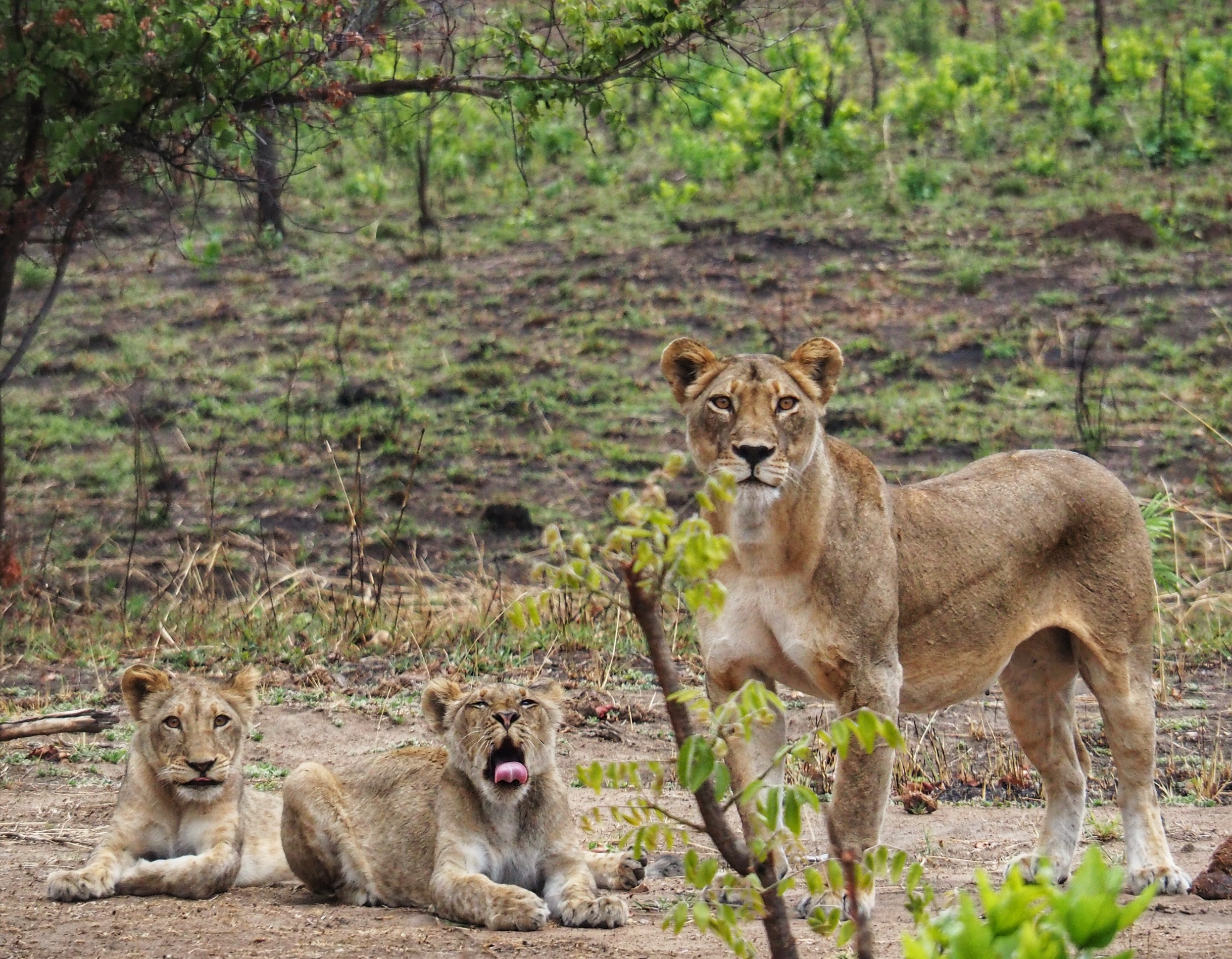 One of the two lionesses with two cubs passing through the wildlife area
