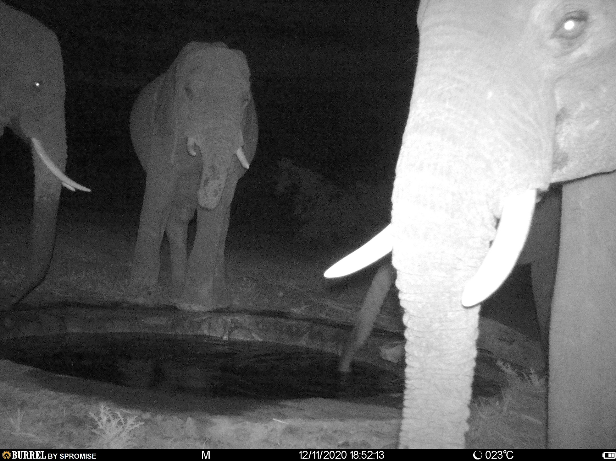 Elephants enjoying a night time drink
