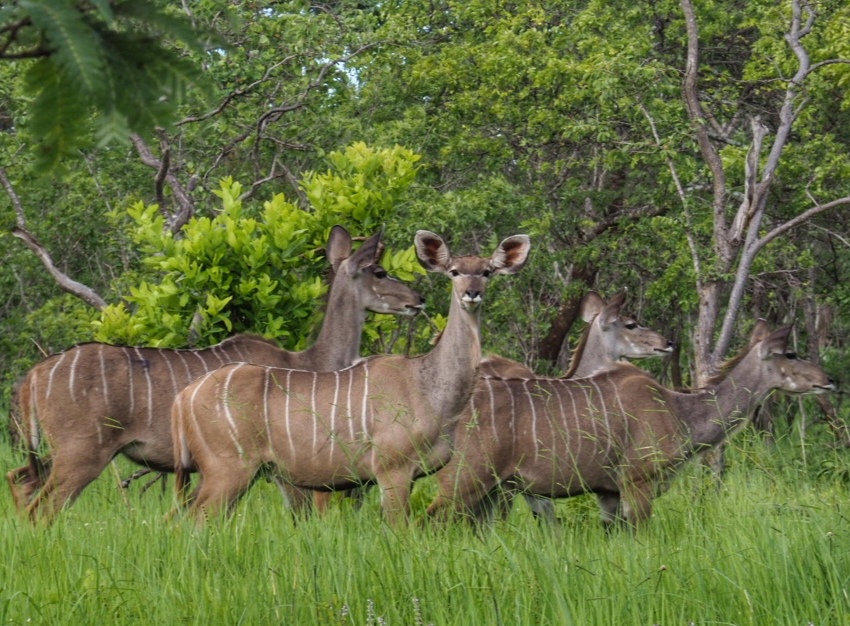 A herd of kudu