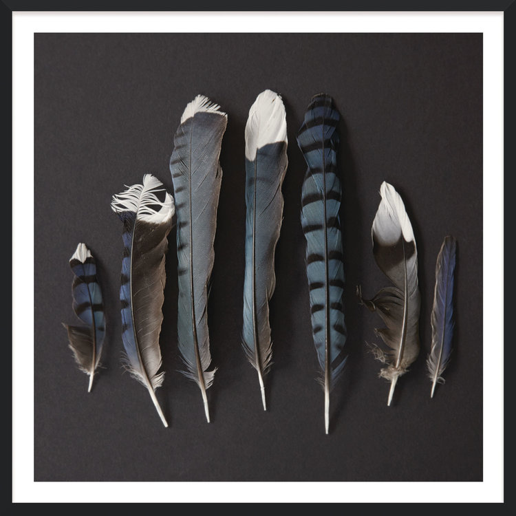 Black Silk Feathers