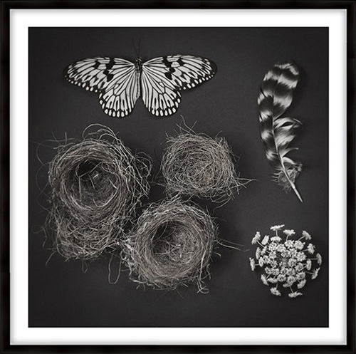 Deyrolle's Nests