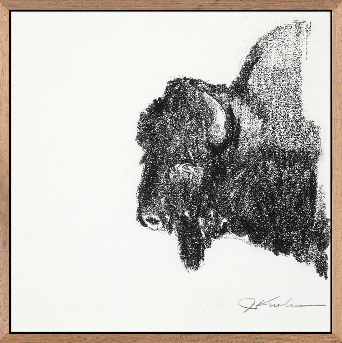 Bison Sketch 2