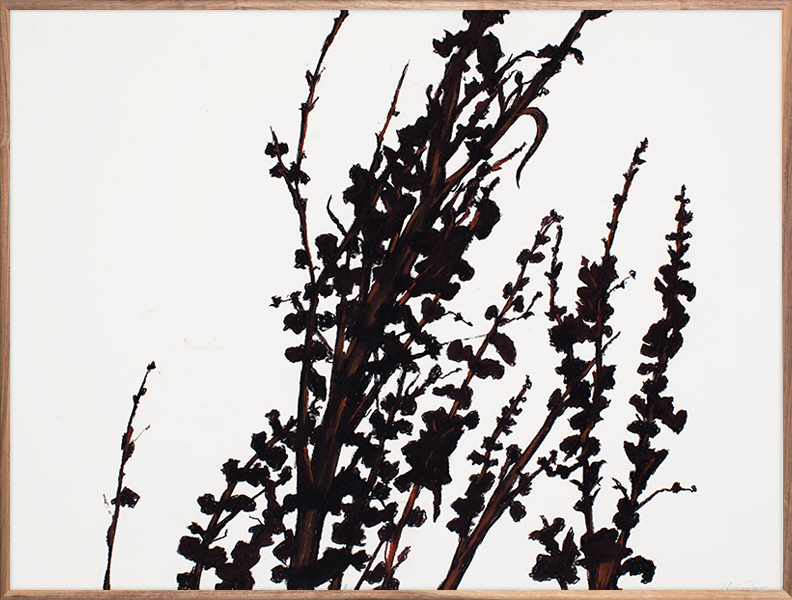 Black Vines 4