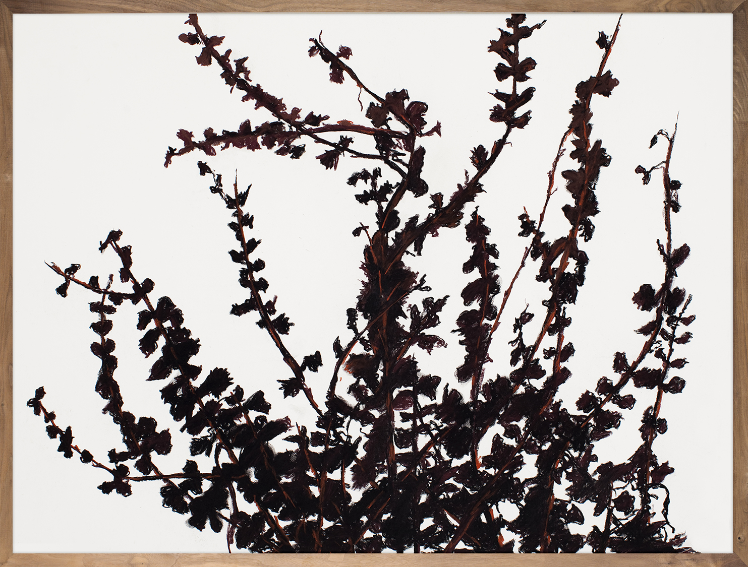 Black Vines 2