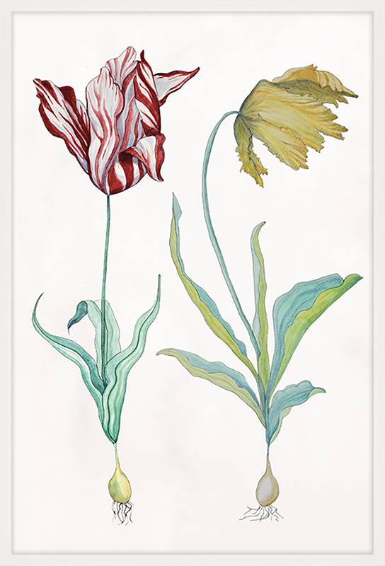 Ars Florae Aged 3