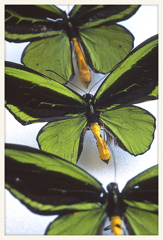 Emerald Pulsation