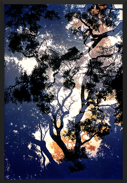 Forest Dream