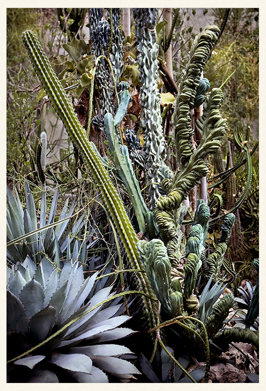 Desert Discoveries