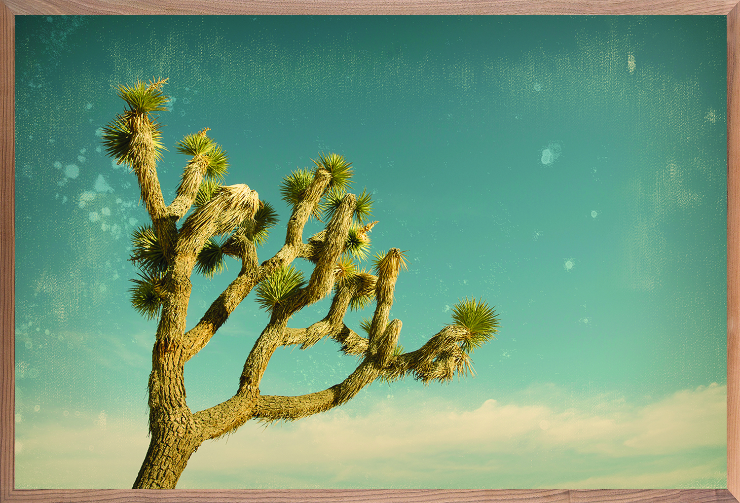Antique Yucca 1