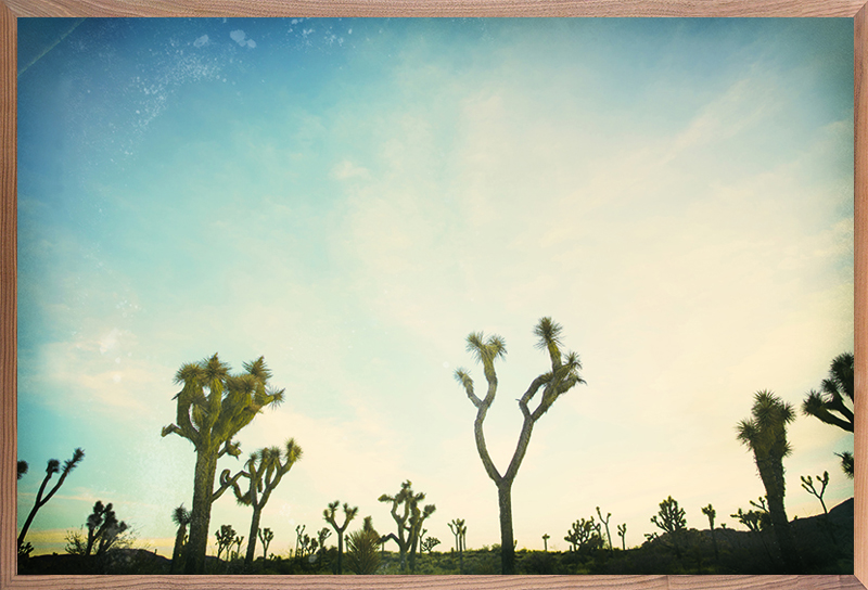 Antique Yucca 7