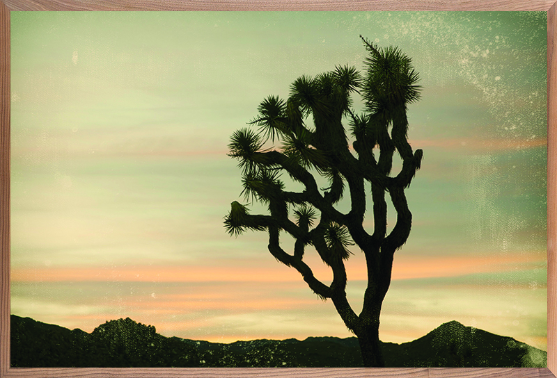 Antique Yucca Sunset