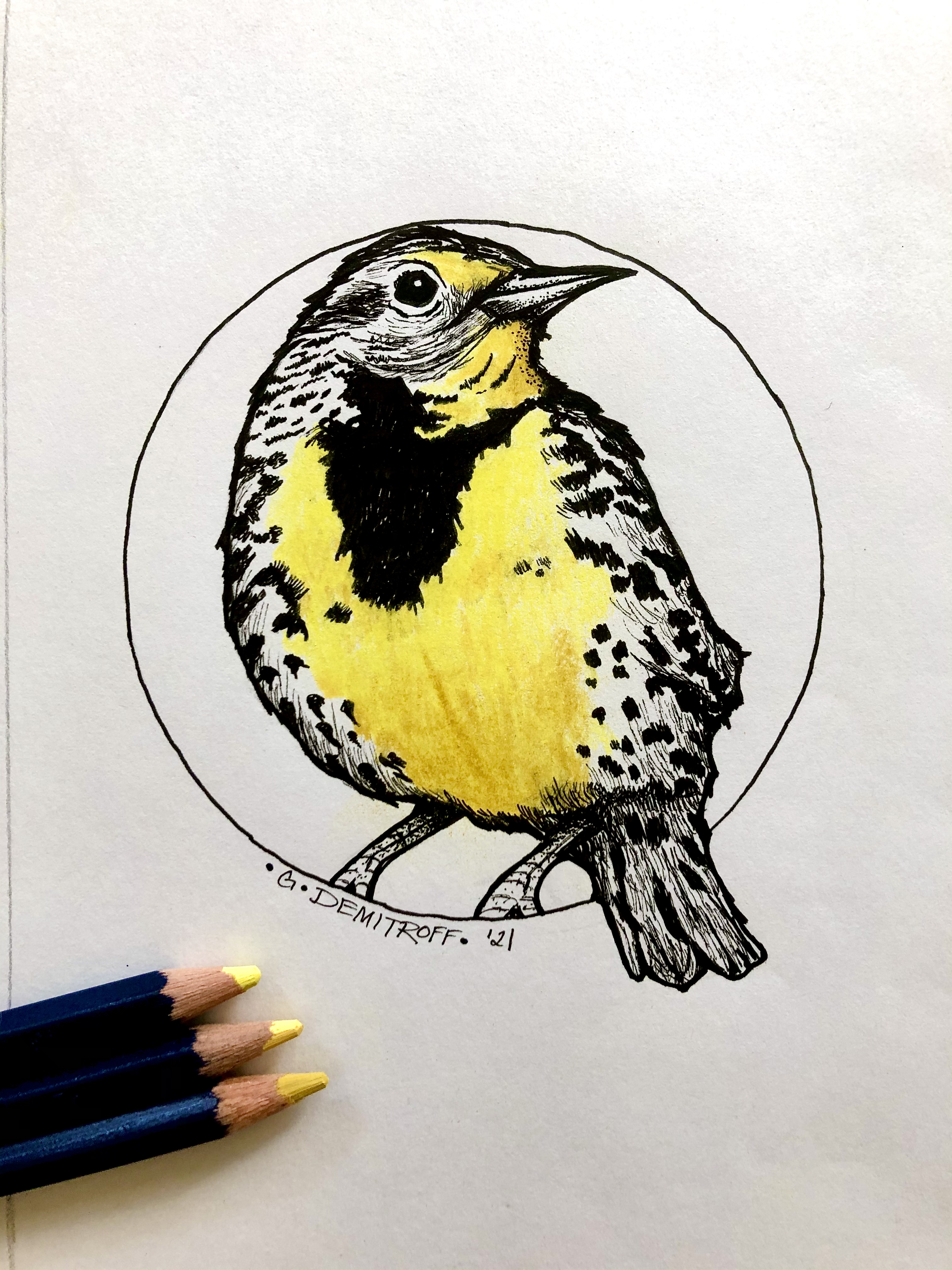 Western Meadowlark bird print