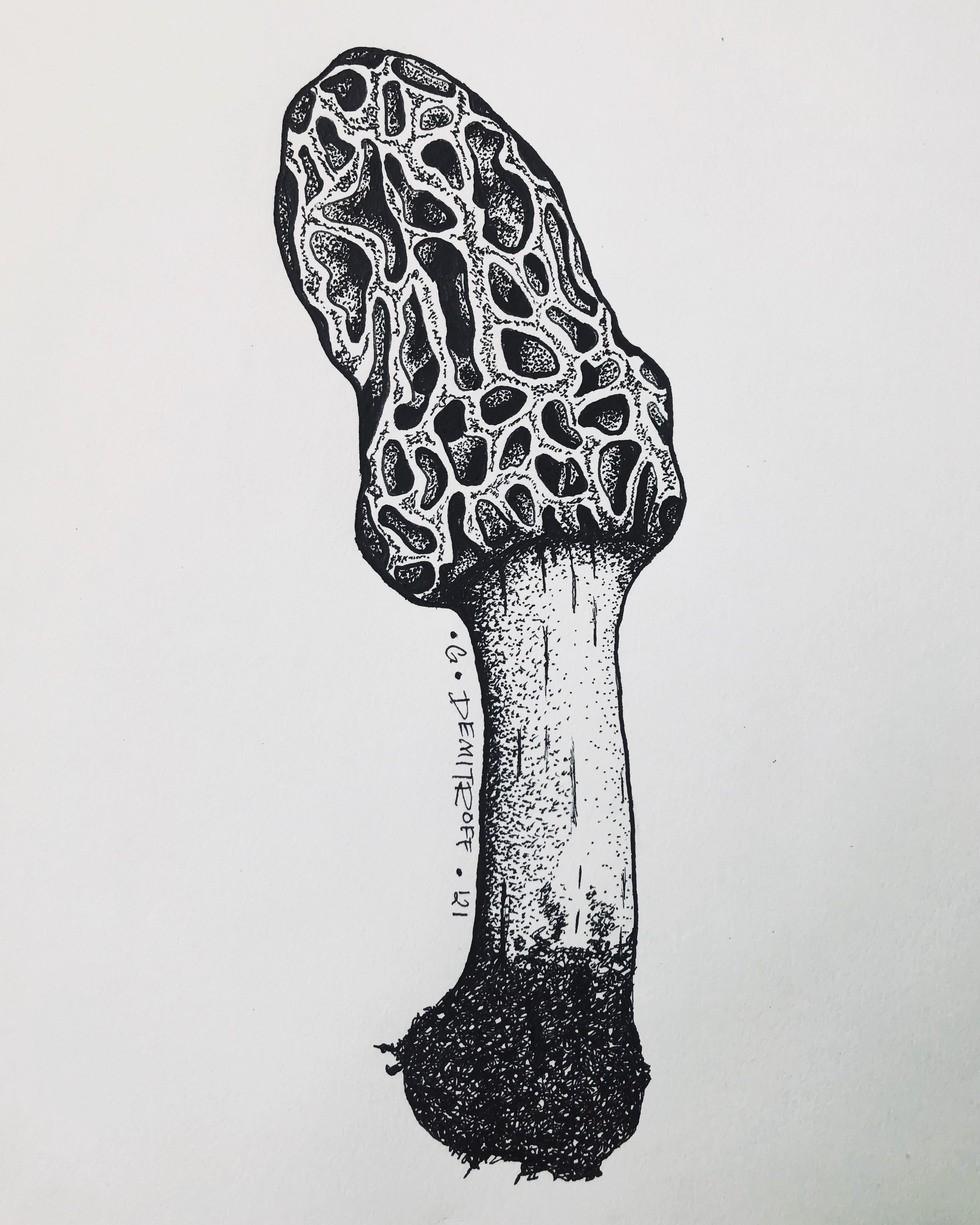 Ink drawing of a morel mushroom