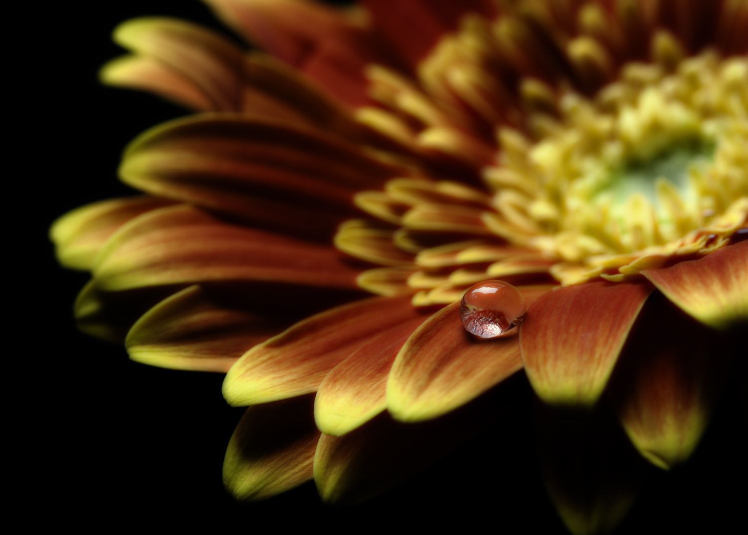 Macro photograph of a Waterdrop on a Gerbera Daisy