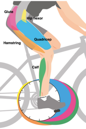 Muscle groups involved in generating power during the pedal stroke