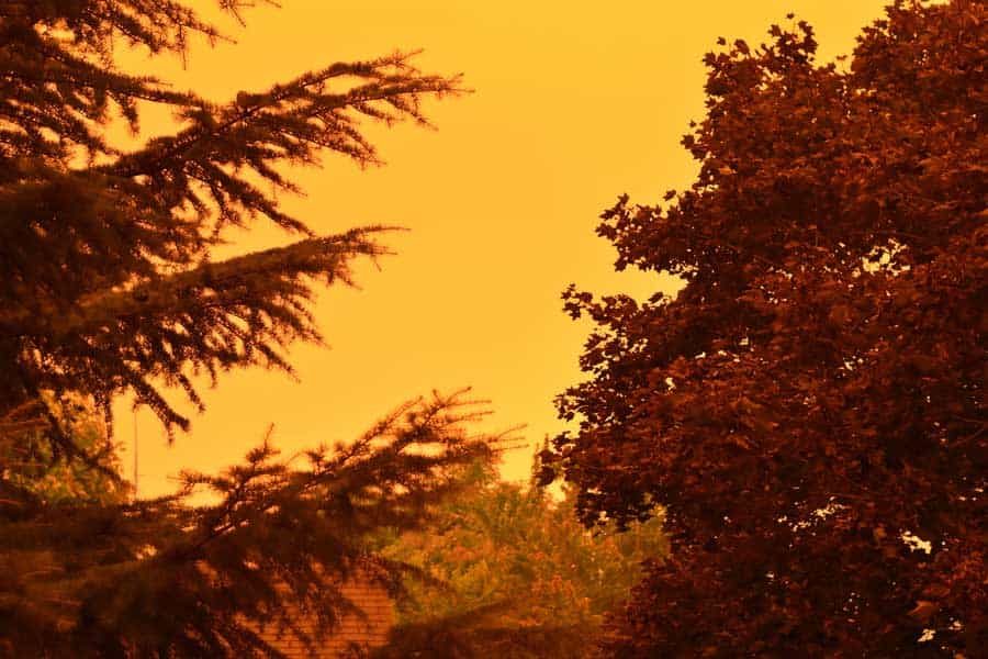 The silhouette of a tree, in front of an orange sky caused by wildfires