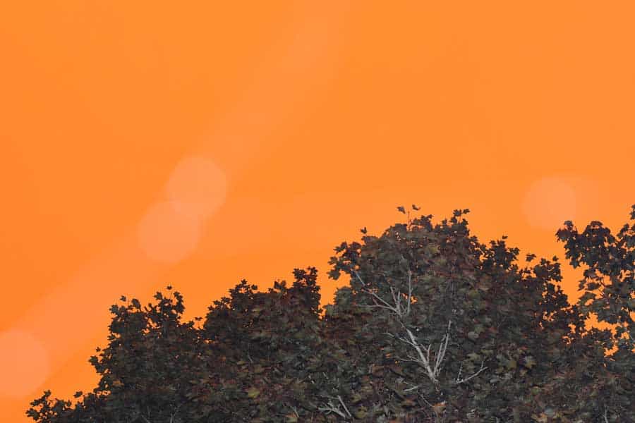 The silhouette of a tree, in front of an orange sky caused by wildfires