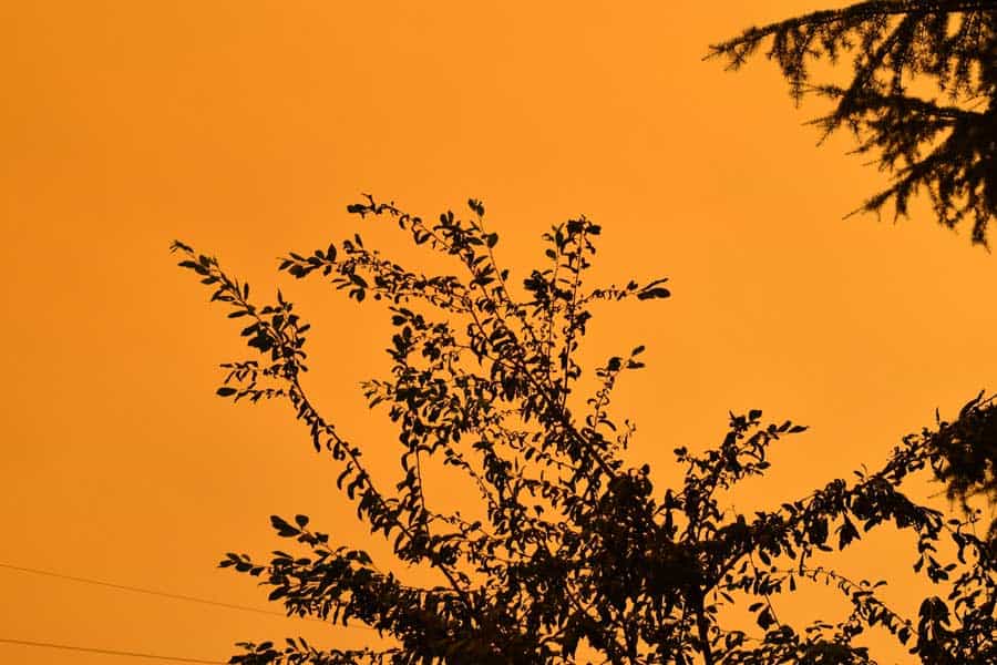 The silhouette of a tree, in front of an orange sky caused by wildfires