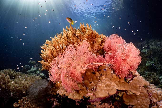 A colorful coral reef