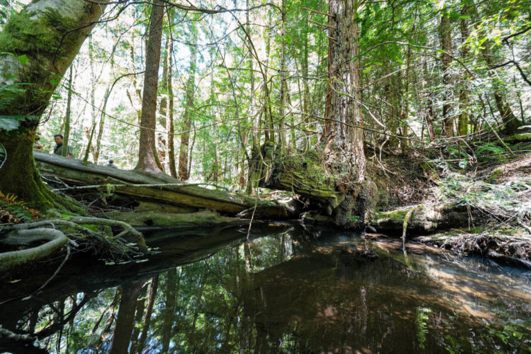 Creek redwood forest California