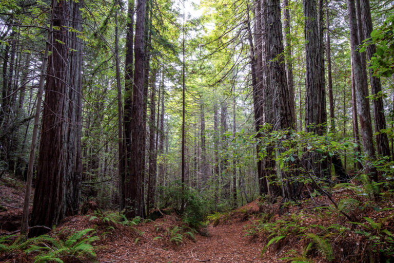 Redwood forest California